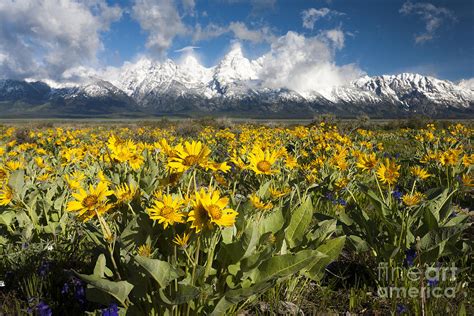 Wildflowers And Tetons Photograph By Mike Cavaroc