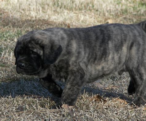 Brindle Mastiff Puppy 2ponds Kennel Mastiff Puppies For Sale Two