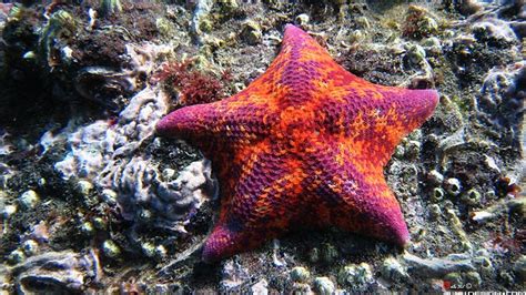 Pink And Orange Bat Starfish Starfish Starfish Colors Starfish Facts