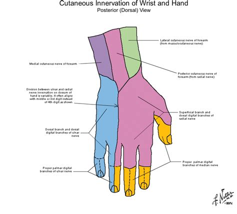 Cutaneous Innervation Of Hand Upper Limb Anatomy Hands Physical Therapy