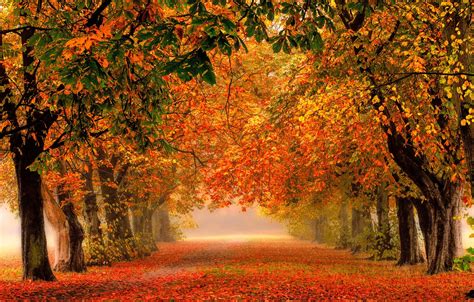 Wallpaper Road Autumn Forest Leaves Trees Nature Park Colors