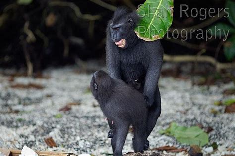Black Crested Or Celebes Crested Macaques Mating Macaca Nigra Tangkoko National Park