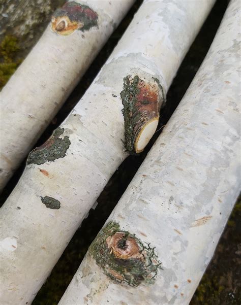 White Birch Branches Logs Natural Birch Tree Log Pole Firewood Etsy