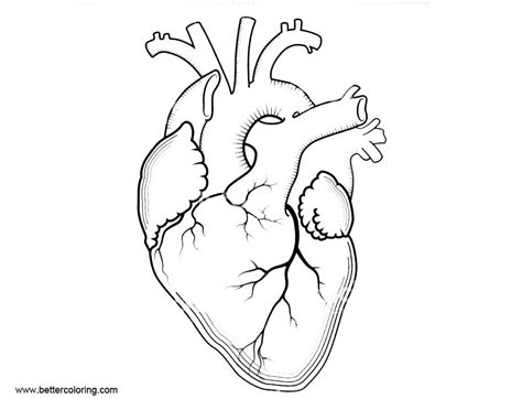 Printable Heart Anatomy Coloring Pages Get Your Hands On Amazing Free