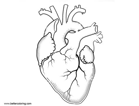 Broken heart coloring page kids adults rainbow anatomical pages. Anatomy of Heart Coloring Pages Internal Human Organ ...