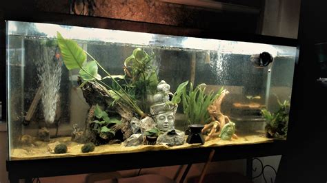 Rate My 55 Gallon Green Spotted Puffer Fish Aquarium Anandtech Forums