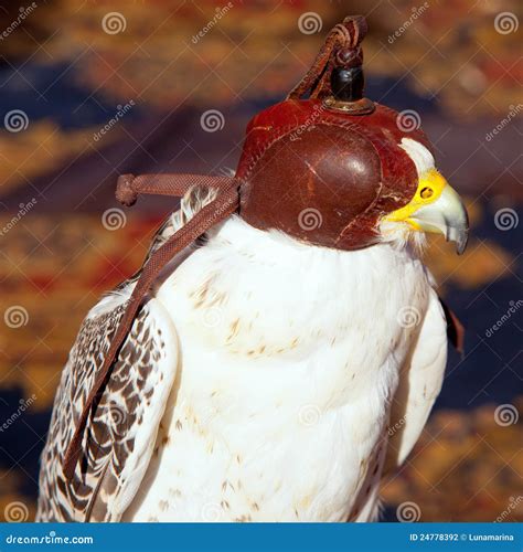 Falco Delluccello Con Il Cappuccio Dei Ciechi Di Caccia Col Falcone