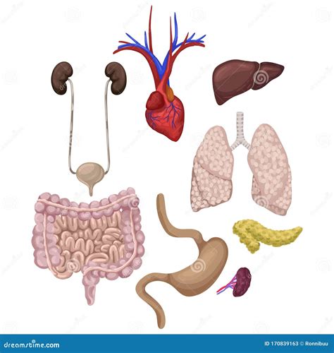 Conjunto De Anatomía De órganos Humanos Ilustración De Dibujos Animados