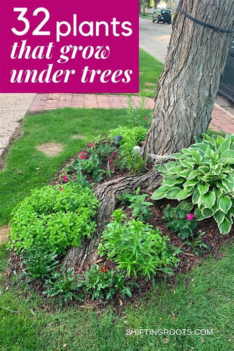 Plants To Grow Under Trees