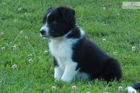 It excels in obedience competitions. Border Collie puppy for sale near Springfield, Missouri. | 1b8c58fb-ad21