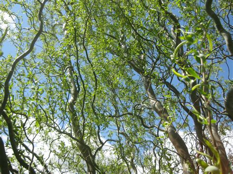 Trees Corkscrew Willow
