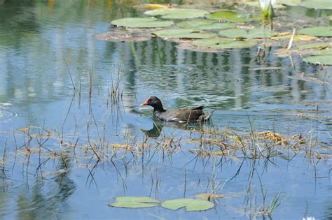 Free Images Landscape Pond Wildlife Wild Reflection Fauna Duck