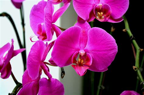 Pink Orchid Free Stock Photo Public Domain Pictures