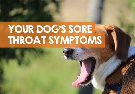 Dog Sore Throat Symptoms And Treatment 10 Signs Its Sore