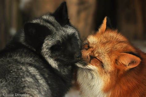 Red Fox X Silver Fox Photo By Luise Dittombée Süße Tiere Wilde Tiere