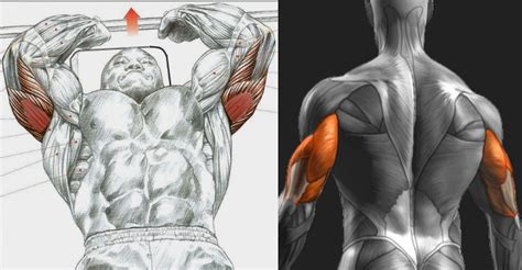 The 5 Best Triceps Workouts For Bigger And Stronger Arms