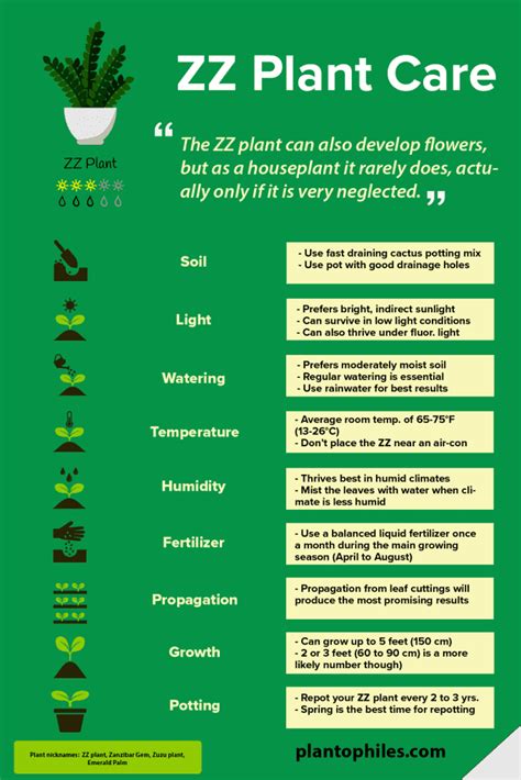 Zz Plant Care Best Plant Guide 1 Free Infographic