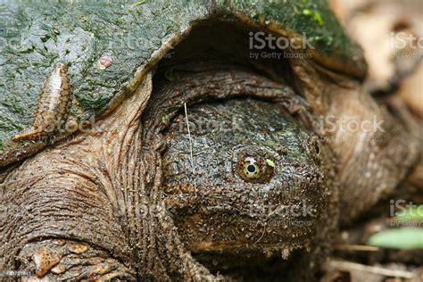 Closeup Of Female Snapping Turtle Stock Photo Download Image Now