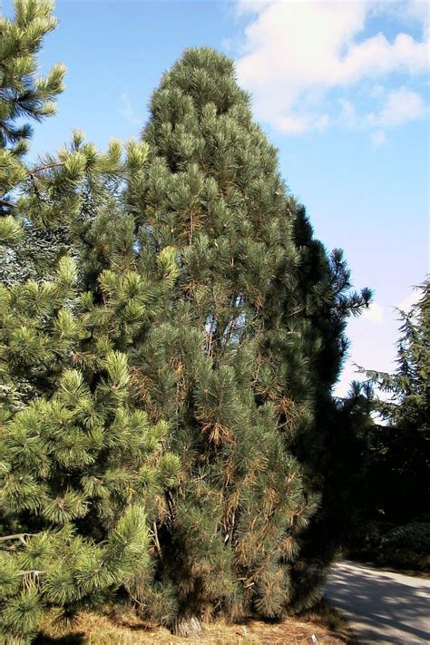 Pinus Nigra Pyramidalis Pinus Nigra Pyramidalis Van Den Berk