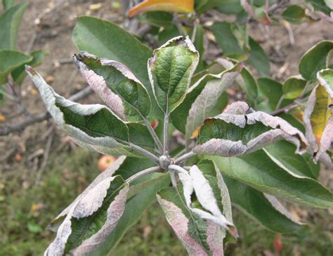 Most of us are familiar with powdery mildew, from field to greenhouse, from the vegetable garden to orchard garden, it can be said that it appears in most. Powdery Mildew - Ontario AppleIPM