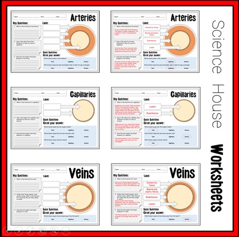 Blood Vessels Arteries Veins And Capillaries Worksheets Teaching