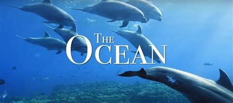 The Ocean 4K Scenic Wildlife Film With Calming Music Videos This