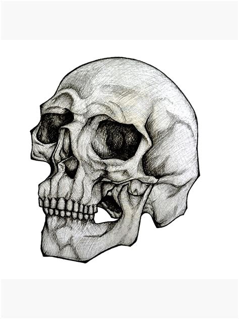 Realistic Skull Drawing Free Download On Clipartmag