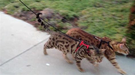 We have owned a bengal, but its inherently wild nature, combined with our. Two well trained bengals out for a long walk. Cheeto and ...