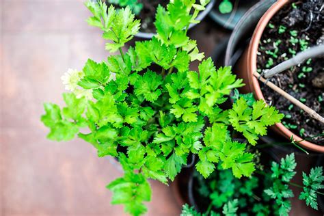 14 Medicinal Herbs You Can Grow Readers Digest