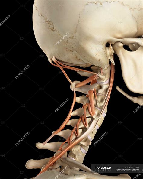 Diagram Of Bones In Neck And Shoulder Anterior View Of Head Tilting