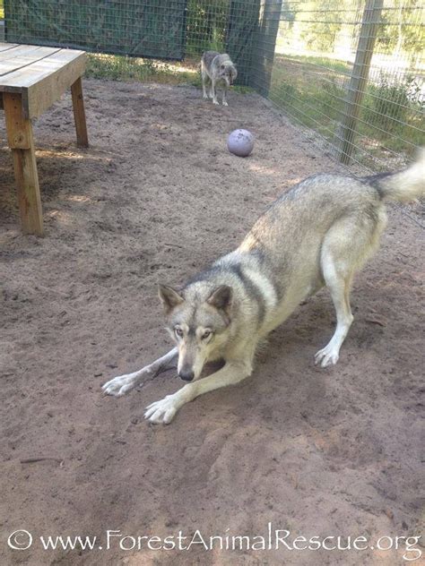 Wolf And Wolf Hybrid Forest Animal Rescue