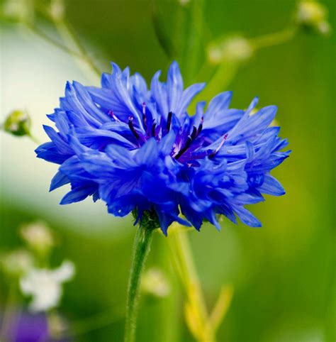 Cornflower Blue Boy Bachelor Buttons Seeds Seeds For Africa