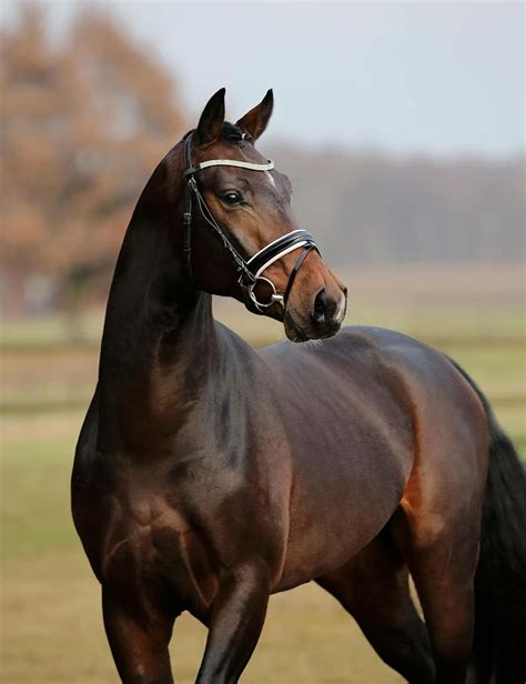 Handsome Dark Bay Warmblood Horse Soft Alert Expression Dutch