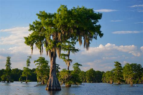 Cypress Tree And Spanish Moss Of The Swamps In Lafayette Louisiana