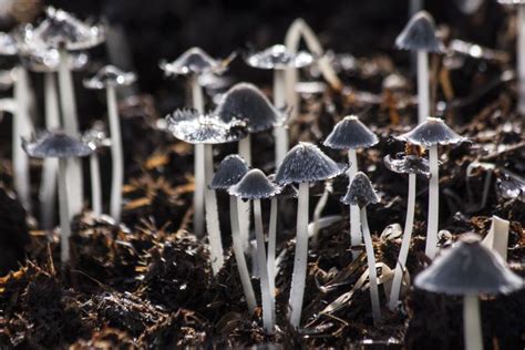 Identifying Mushrooms There Is More To It Than You Might Realize Msu
