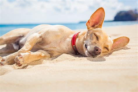 Relaxing Dog On The Beach Stock Photo Download Image Now Istock