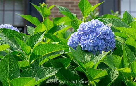 How Much Are Hydrangeas At Lowes - Hydrangeas For Sale