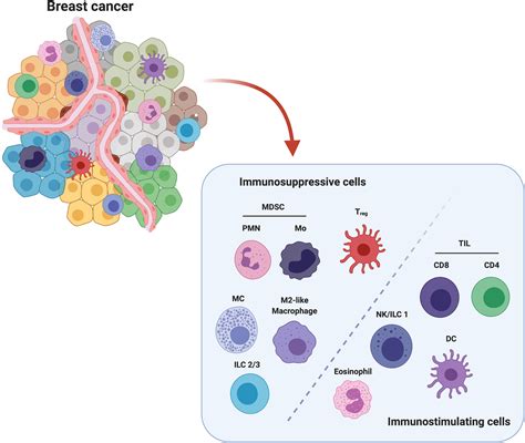 Frontiers The Crosstalk Between Tumor Cells And The Immune
