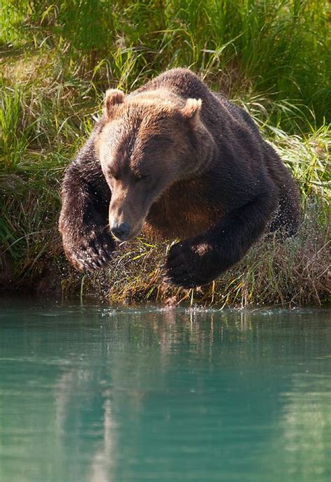 Lake Clark National Park And Preserve Of Faith Brown Bear