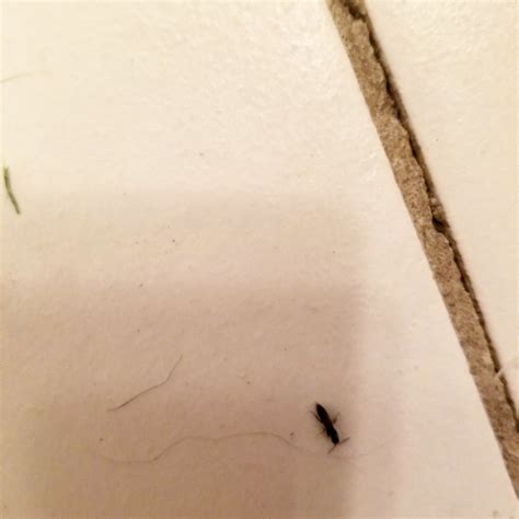 Small Black Bugs Lopinews
