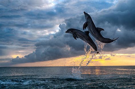 Jumping Into The Sunset Dolphins Love To Enjoy The Last Bits Of The Day