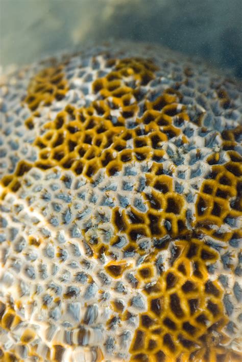 Colony Of Star Corals 3782 Stockarch Free Stock Photos