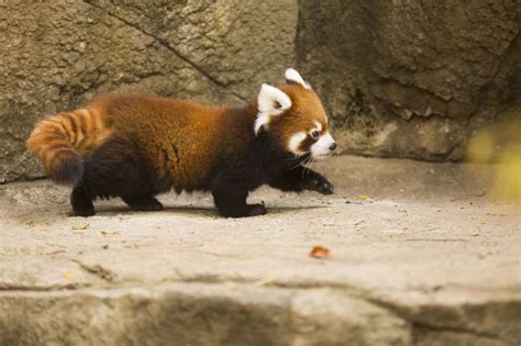 Meet The Fluffiest Cubs In Chicago Red Panda Red Panda