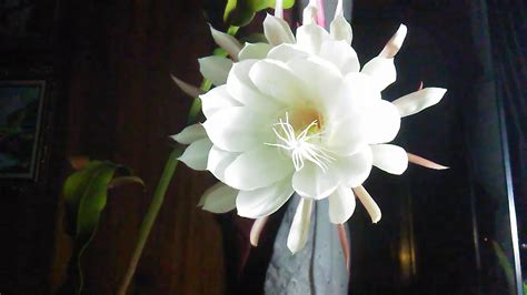 Dama De Noche Epiphyllum Oxypetalum Youtube