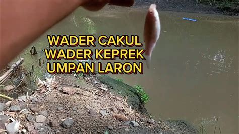 Mancing Ikan Wader Keprek Cakul Bikin Ketagihan Pakek Umpan Laron