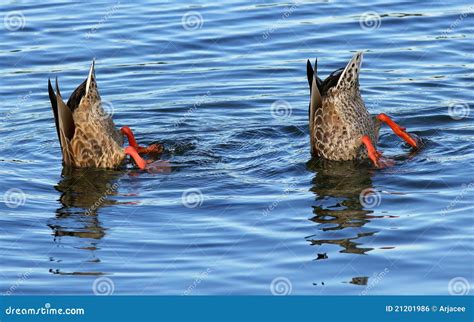 Pair Ducks Dive Together Stock Photos Free And Royalty Free Stock