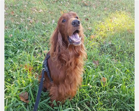 Cuccioli Setter Irlandese Animali E Cucce In Vendita A Bergamo