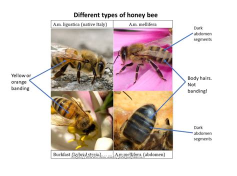 Different Types Of Honey Bee The Native Irish Honey Bee Society