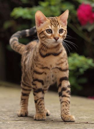 As such, some characteristics in the appearance of the bengal are distinct from those found in other domestic cat breeds. Bengal | Katze | Wesen und Eigenschaften