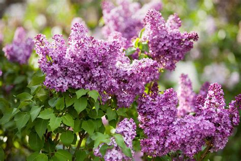 Top Fragrant Lilacs For Color In Your Landscape Better Homes And Gardens
